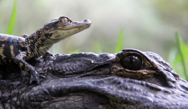 Photo : bébé alligator
