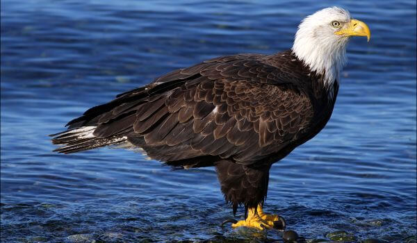 Photo: Bald Eagle