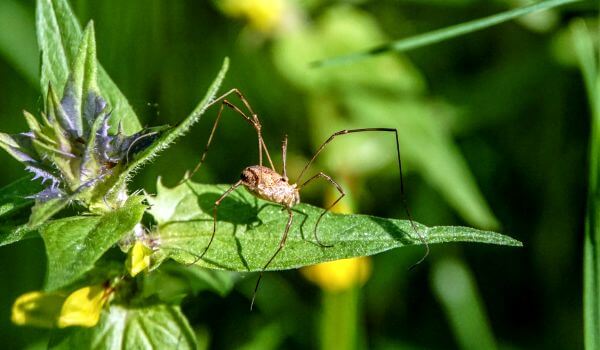Photo: Harvester spider in nature