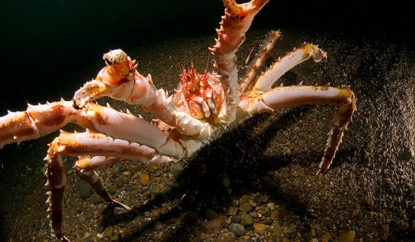 Photo: Live king crab