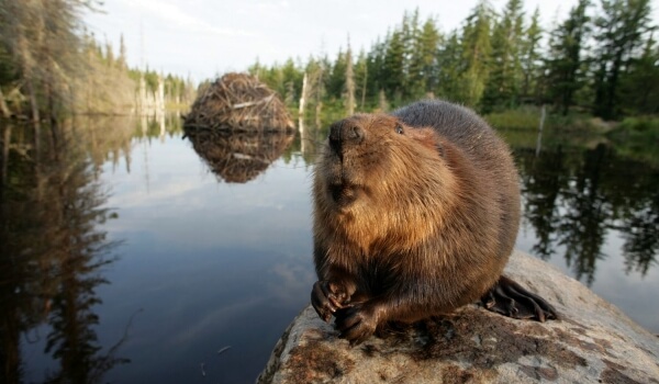 Photo: River beaver