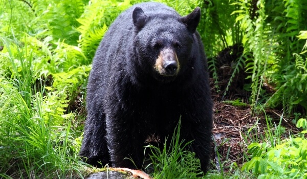Foto: Gran oso negro