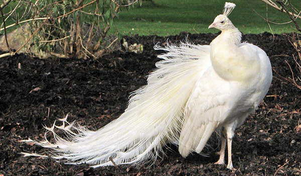Foto: pájaro pavo real blanco