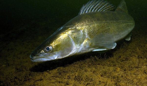 Foto: pez de río lucioperca
