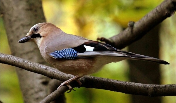 Photo: Forest Jay