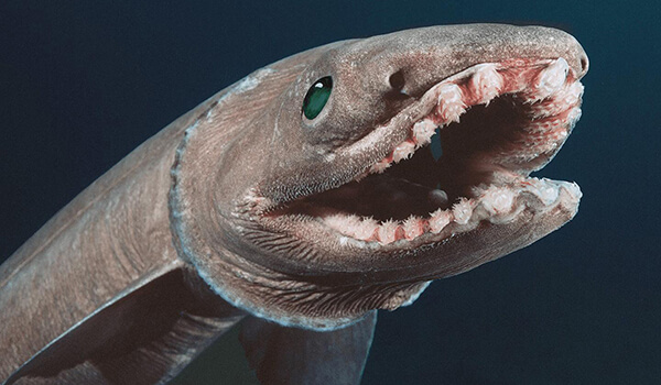 Photo: Frilled Shark from the Red Book