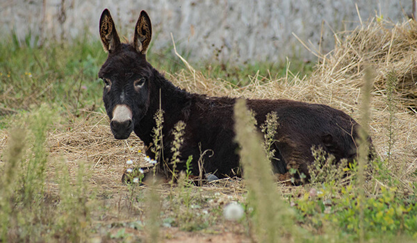 Photo: Black Donkey