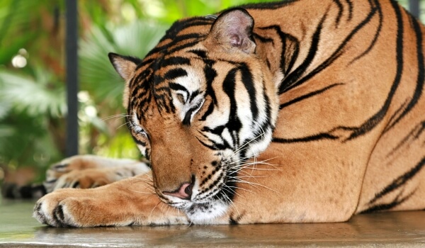 Foto: animal tigre siberiano