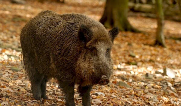 Photo: Boar in Russia
