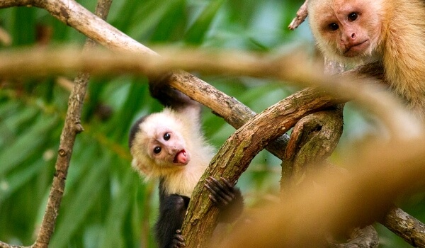 Photo: Capuchin animal