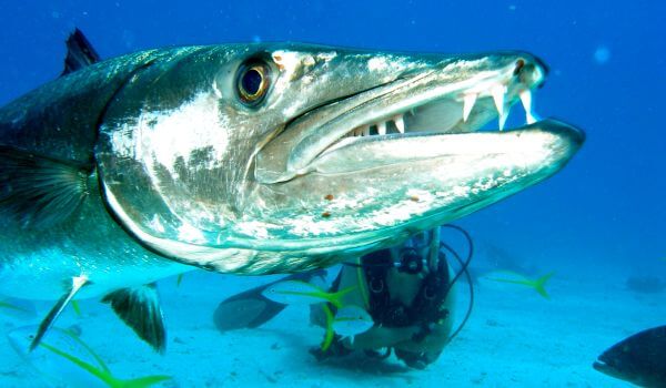 Photo: Barracuda fish in Pacific Ocean