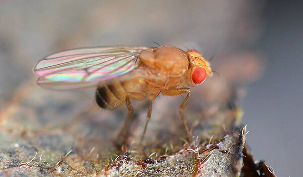 Photo: Male Drosophila fly