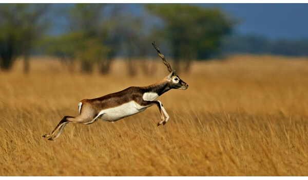 Foto: Sibirisk gazelle-antilope