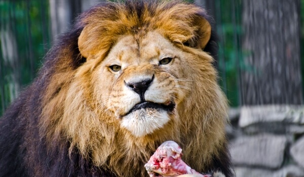 Photo: Lion of Barbary