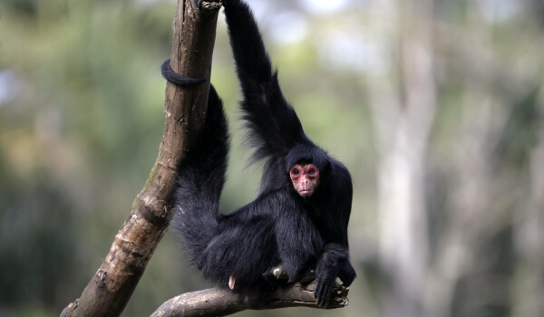 Foto: Animal Spider Monkey