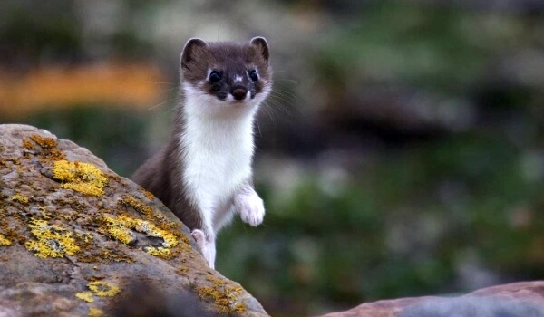 Photo: Animal weasel