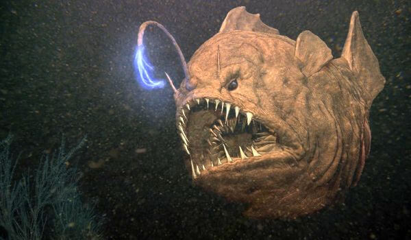 Photo: Male anglerfish