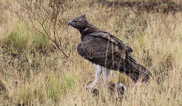 Photo: Crowned eagle in nature