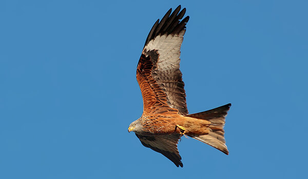 Photo: Red kite
