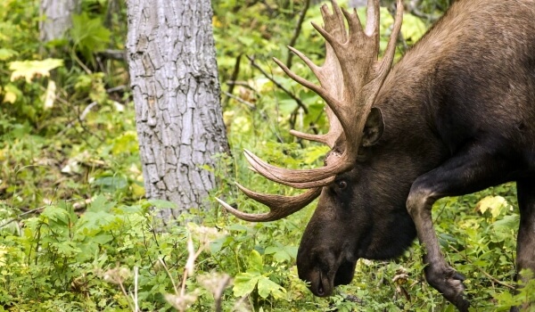 Photo: Animal Moose