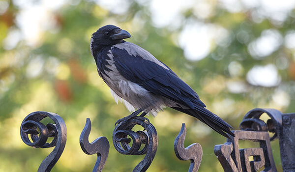 Photo: Hooded Crow in Russia