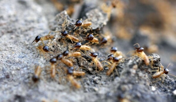 Photo: Large termites