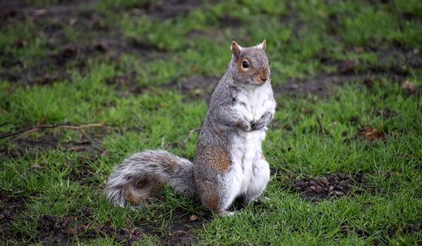 Photo : Gray Squirrel