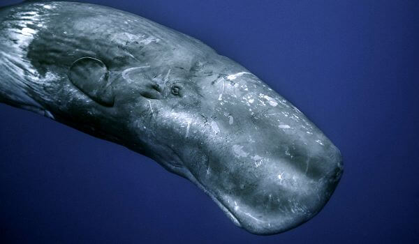 Photo: Animal sperm whale