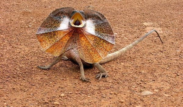 Photo: Frilled Lizard Australia