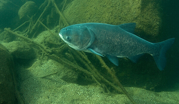 Photo: Silver carp in Russia