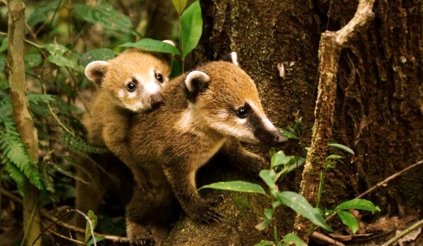  Foto: Rough coat cubs