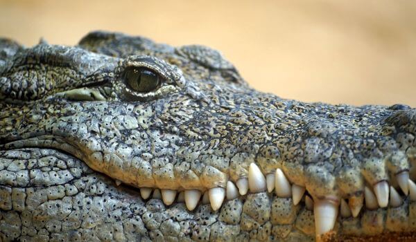 Photo: Nile crocodile reptiles