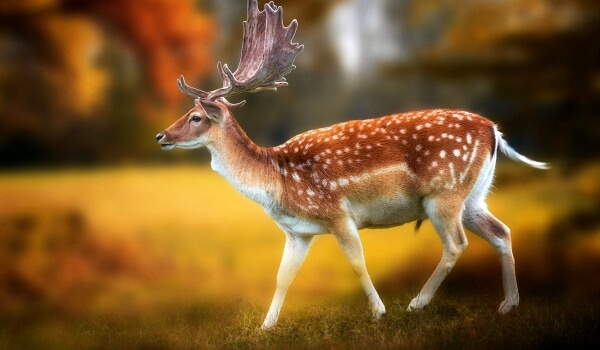 Photo: White Tail Deer