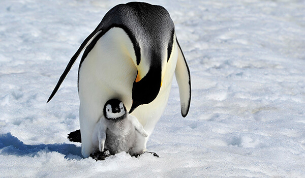 Photo: King Penguin Hatchling