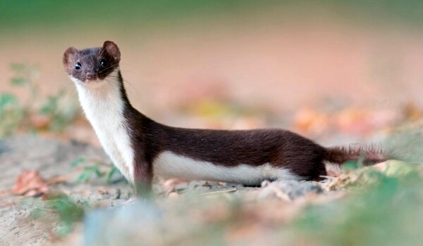 Photo: Animal weasel