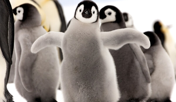 Foto: Pinguim Pinguim Imperador