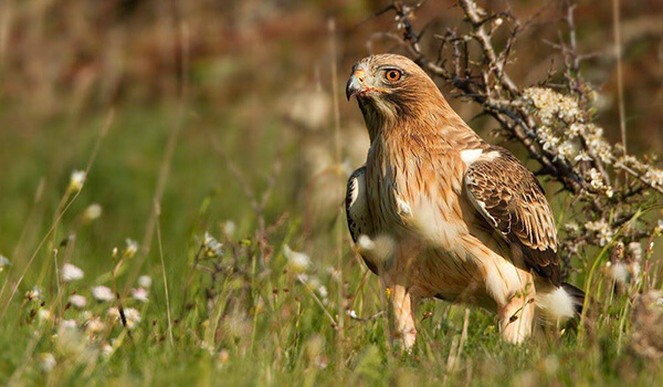 Photo: Red Book Booted Eagle