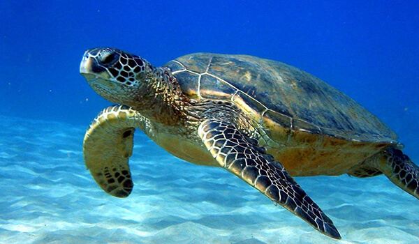 Foto: Havskildpadde i vand