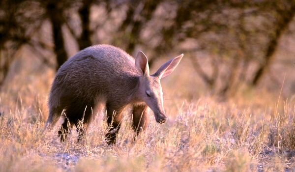 Photo : An aardvark from Africa