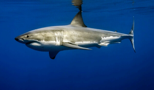 Photo: Great White Shark