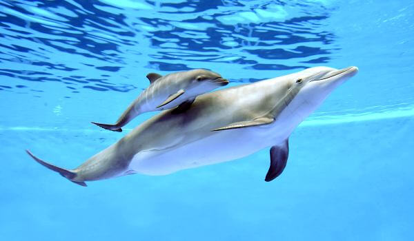 Foto: golfinho-nariz-de-garrafa