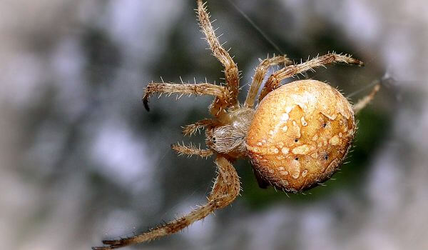 Photo: Cross Spider