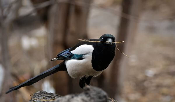 Photo: Magpie in the forest