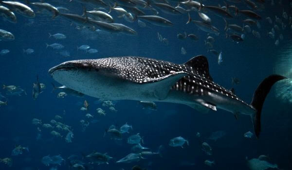 Photo: How looks like a whale shark