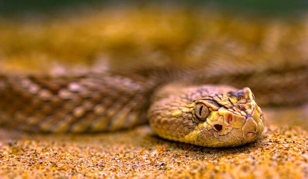 Foto: Efa cobra de areia