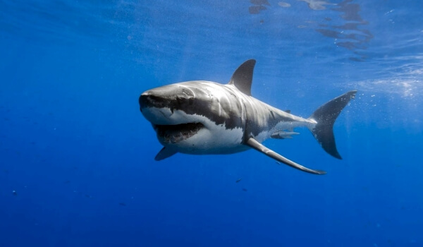 Foto: Grote witte haai