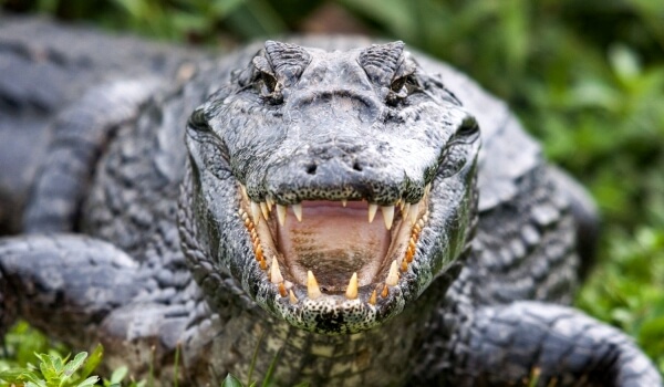Photo : alligator animal