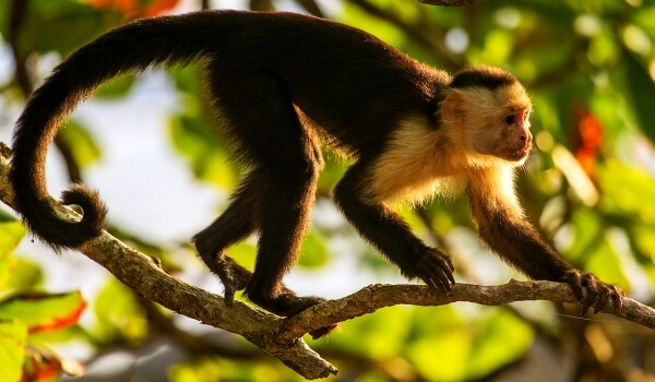 Photo: Capuchin Monkey