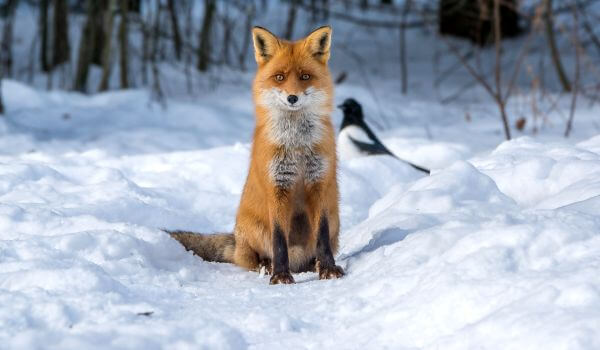 Foto: Animal Common Fox