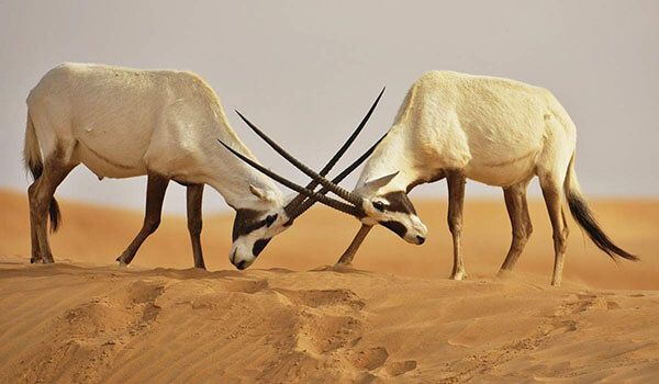 Photo: Male Arabian Oryx
